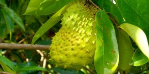 khasiat-buah-sirsak